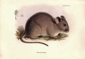 Zoölogie: De 