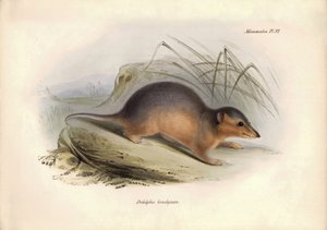 Zoologie: De "Didelphis brachiura" van de Opossum familie beschreven door Charles Darwin tijdens zijn ontdekkingsreis aan boord van de Beagle. Plaat uit "The Zoology of the voyage of H.M.S. Beagle onder het bevel van Kapitein Fitzroy tijdens de jaren 1832  door Unbekannter Künstler
