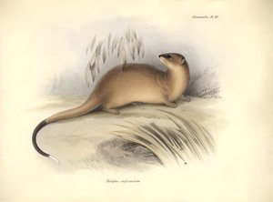 Zoologie: De "Didelphis crassicaudata" van de Opossum familie beschreven door Charles Darwin tijdens zijn ontdekkingsreis aan boord van de Beagle. Plaat uit "The Zoology of the voyage of H.M.S. Beagle onder het bevel van Kapitein Fitzroy tijdens de jaren 1 door Unbekannter Künstler