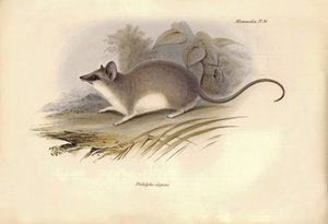 Zoologie: De Didelphis elegans van de Opossums familie beschreven door Charles Darwin tijdens zijn ontdekkingsreis aan boord van de Beagle. Plaat uit The Zoology of the voyage of H.M.S. Beagle onder het bevel van kapitein Fitzroy tijdens de jaren 1832 tot  door Unbekannter Künstler