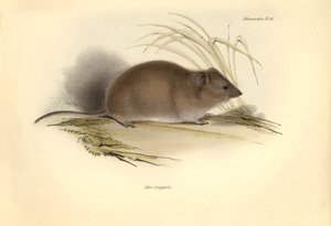 Zoologie: De Mus longipilis (van de familie van veldratten) beschreven door Charles Darwin tijdens zijn ontdekkingsreis aan boord van de Beagle. Plaat uit The Zoology of the voyage of H.M.S. Beagle onder het bevel van kapitein Fitzroy tijdens de jaren 1832 door Unbekannter Künstler