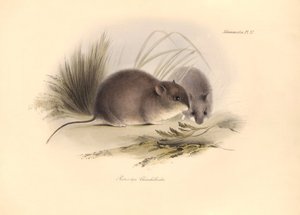 Zoologie: De "Reithrodon Chinchilloides" of Chinchilla van Patagonië beschreven door Charles Darwin tijdens zijn ontdekkingsreis aan boord van de Beagle. Plaat uit "The Zoology of the voyage of H.M.S. Beagle onder het bevel van Kapitein Fitzroy tijdens de 