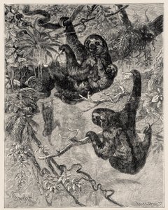 Zoologie: luiaard (Ai - Bradypus tridactylus) beschreven en geïllustreerd door Carlo Vogt en Federico Specht in 