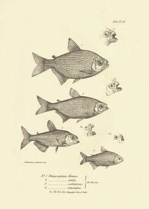 Zoölogie: weergave van de vis 