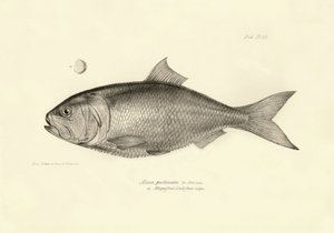 Zoölogie: weergave van de vis 