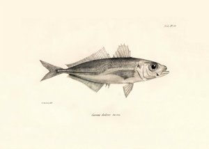 Zoologie: weergave van de vis Caranx declivis beschreven door Charles Darwin tijdens zijn reis aan boord van de Beagle. Plaat uit The zoology of the voyage of H.M.S. Beagle onder het bevel van kapitein Fitzroy tijdens de jaren 1832-1836