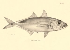 Zoölogie: weergave van de vis "Caranx torvus" beschreven door Charles Darwin tijdens zijn reis aan boord van de Beagle. Plaat uit "The zoology of the voyage of H.M.S. Beagle under the command of Captain Fitzroy during the years 1832-1836"