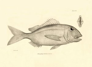 Zoologie: weergave van de vis Chrysophrys taurina beschreven door Charles Darwin tijdens zijn reis aan boord van de Beagle. Plaat uit The zoology of the voyage of H.M.S. Beagle onder het bevel van kapitein Fitzroy tijdens de jaren 1832-1836