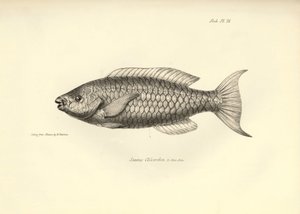 Zoölogie: weergave van de vis 