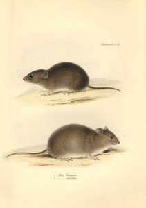 Zoologie: de Mus Renggeri en de Mus obscurus (ratten) beschreven door Charles Darwin tijdens zijn ontdekkingsreis aan boord van de Beagle. Plaat uit The Zoology of the voyage of H.M.S. Beagle onder het bevel van kapitein Fitzroy tijdens de jaren 1832 tot 1 door Unbekannter Künstler
