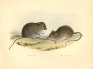 Zoölogie: de "Mus brachiotis" en "Mus Magellanicus" (ratten) beschreven door Charles Darwin tijdens zijn ontdekkingsreis aan boord van de Beagle. Plaat uit "The Zoology of the voyage of H.M.S. Beagle under the command of Captain Fitzroy during the years 18 door Unbekannter Künstler