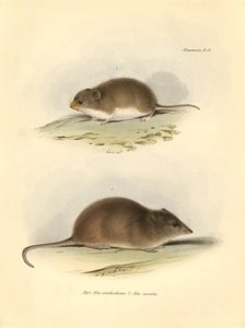 Zoologie: de Mus xanthorhinus of veldrat en Mus nasutus beschreven door Charles Darwin tijdens zijn ontdekkingsreis aan boord van de Beagle. Plaat uit The Zoology of the voyage of H.M.S. Beagle onder het bevel van kapitein Fitzroy tijdens de jaren 1832 tot door Unbekannter Künstler