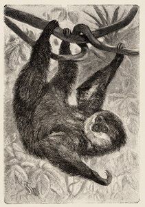 Zoologie: unau of luiaard beschreven en geïllustreerd door Carlo Vogt en Federico Specht in 