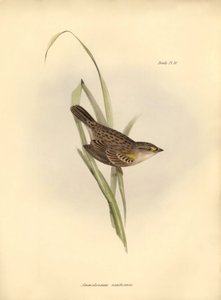 Ornithologie: Ammodramus xanthornus