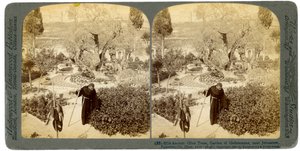 Oude olijfbomen in de Hof van Getsemane, nabij Jeruzalem, Palestina, 1905 door Underwood and Underwood