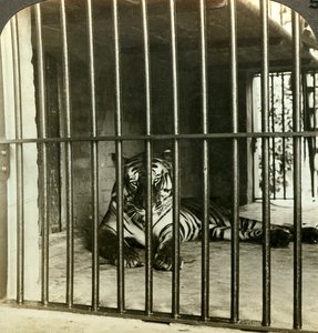 Gevangen mensenetende tijger verantwoordelijk voor 200 doden, Calcutta, India
