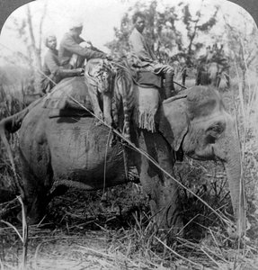 Dode tijgers terug naar het kamp dragen, Behar jungle, India door Underwood and Underwood
