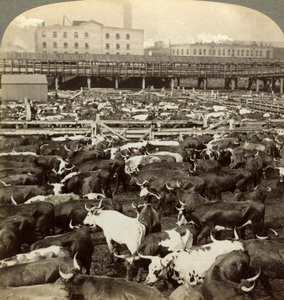 Vee, Great Union Stock Yards, Chicago, Illinois, VS door Underwood and Underwood