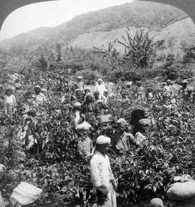 Koffieplukken op het landgoed van Sir Thomas Lipton, Dambutenne, Sri Lanka, 1903