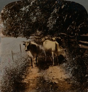 Koeien komen thuis door het pad tijdens melktijd, ca. 1900