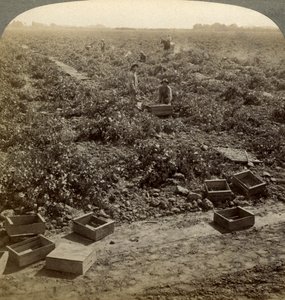 Rozijnen drogen, Fresno, San Joaquin Valley, Californië, VS