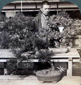 Dwergdennen en esdoorns in de kas van Graaf Okuma, Tokyo, Japan, 1904