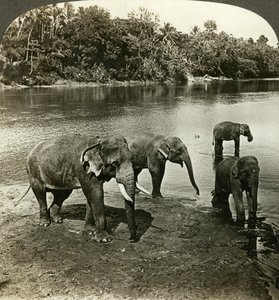 Olifanten, Sri Lanka Ceylon