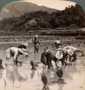 Landarbeiders die rijstscheuten verplanten nabij Kyoto, Japan, 1904 door Underwood and Underwood
