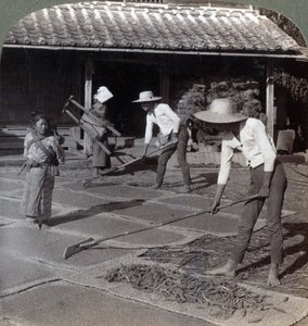 Boeren met bamboeharken die gierst op matten verspreiden om te drogen voor de winter, nabij Yokohama, Japan, 1904