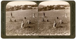 Onkruid verzamelen uit tarwe in de stenige velden van Bethel Baytin, Palestina, 1900 door Underwood and Underwood