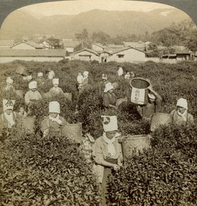 Meisjes die thee plukken, Uji, Japan door Underwood and Underwood