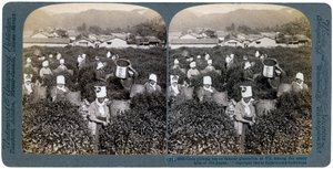 Meisjes plukken thee op de beroemde plantage in Uji, Japan door Underwood and Underwood
