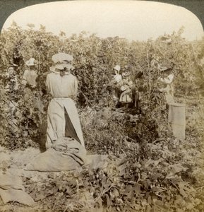 Hop plukken, Eugene, Oregon, VS door Underwood and Underwood