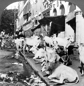 Hoe hindoe-koeien genieten van het leven op Harrison Street, Calcutta, India, 1900s