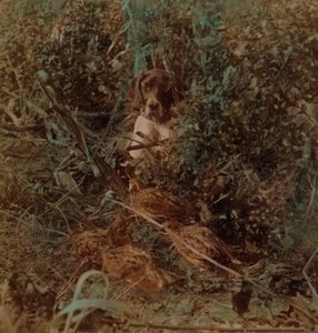 Jacht in het westelijke prairiegebied, een groep kwartels en een pointer - in maïsstoppel, 1903