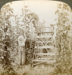 In het Rijke Hopdistrict, De Wijnstokken Trainen, White River Valley, Washington, VS