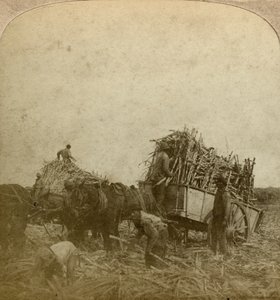 Suikerriet laden, suikerplantage, Louisiana, VS