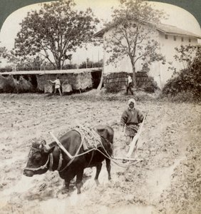 Ploegen van overstroomd land voor rijstplanting, ten noorden van de hoofdweg bij Uji, nabij Kyoto, Japan, 1904 door Underwood and Underwood