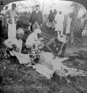 Het villen van een dode tijger, jacht van de Maharadja van Cooch Behar, India, ca. 1900s