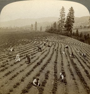 Aardbeien plukken, Cedar Creek Farm, Hood River Valley, Oregon, VS