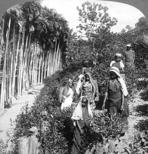 Tamil vrouwen plukken thee op het landgoed van Sir Thomas Lipton, Polgahawela, Sri Lanka, 1903
