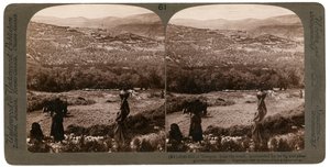 De heuvel van Samaria, vanuit het zuiden, omgeven door vijgen- en olijfboomgaarden, Palestina, 1900 door Underwood and Underwood