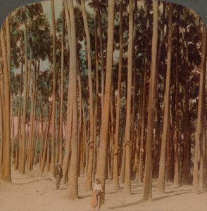 Toddy-palmen 100 ft. hoog, Pagan, Birma door Underwood and Underwood