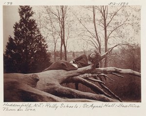 [Beatrice Thom on Tree, Haddonfield, New Jersey]. door Unidentified