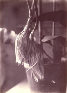 [Nachtbloeiende Cereus, gesloten na de bloei].