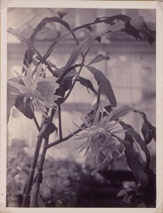 [Nachtbloeiende Cereus, In Bloei]. door Unidentified