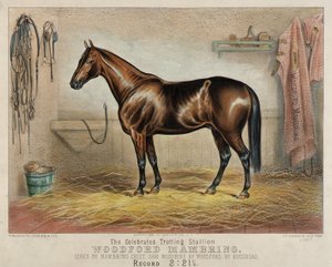 De gevierde drafhengst Woodford Mambrino