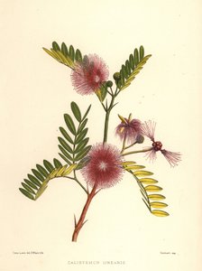 Flesseborstel, Callistemon linearis (Calistemon linearis) door Unknown
