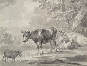 Koeien en schapen