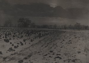 Veld van Kool onder Sneeuw